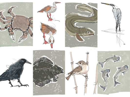 A few of the 33 species illustrated